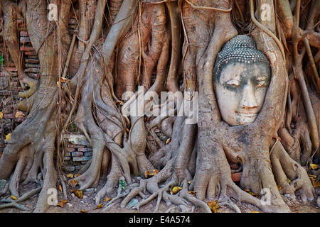 Stein Buddha-Kopf in den Wurzeln eines Feigenbaumes Wat Mahatat, Ayutthaya Historical Park, UNESCO, Ayutthaya, Thailand, Südostasien Stockfoto