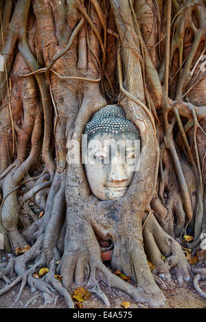 Stein Buddha-Kopf in den Wurzeln eines Feigenbaumes Wat Mahatat, Ayutthaya Historical Park, UNESCO, Ayutthaya, Thailand, Südostasien Stockfoto