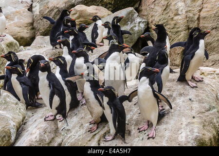 Erwachsenen südlichen Rockhopper Pinguine (Eudyptes Chrysocome) am Brutkolonie auf New Island, Falkland-Inseln, britische Übersee Protektorat Stockfoto