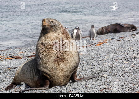 Antarktische Seebär (Arctocephalus Gazella) Erwachsenen Stier, Prion Island, Süd-Georgien, UK Overseas Protektorat, Polarregionen Stockfoto