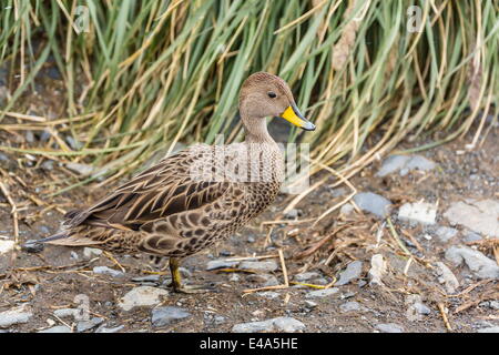 Erwachsenen Südgeorgien Pintail (Anas Georgica Georgica), Prion Island, Übersee Protektorat Süd-Georgien, Großbritannien, Polarregionen Stockfoto