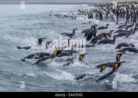 Königspinguine (Aptenodytes Patagonicus) Rückkehr aus dem Meer bei Salisbury Plain, Südgeorgien, UK Overseas Protektorat Stockfoto