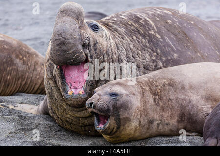 Südlichen See-Elefanten Bull holding weibliche hinunter zur Paarung, rechts Whale Bay, Süd-Georgien, UK Overseas Protektorat Stockfoto