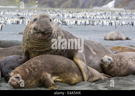 Südlichen See-Elefanten Bull holding weibliche hinunter zur Paarung, rechts Whale Bay, Süd-Georgien, UK Overseas Protektorat Stockfoto