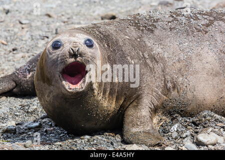 Südlichen See-Elefanten (Mirounga Leonina) Erwachsenfrau aufrufen, Prion Island, Süd-Georgien, UK Overseas Protektorat Stockfoto