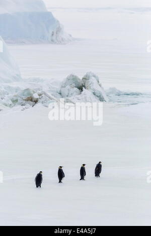 Kaiserpinguine (Aptenodytes Forsteri) marschieren über Meereis auf Snow Hill Island, Weddellmeer, Antarktis, Polarregionen Stockfoto