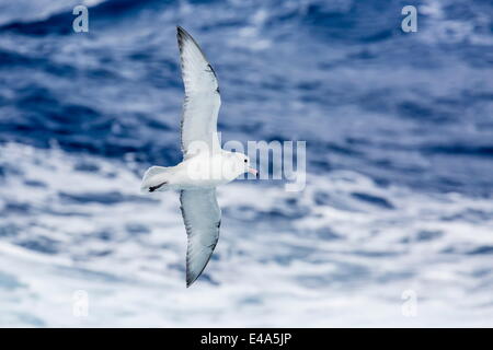 Erwachsenen südlichen Fulma (Fulmarus Glacialoides) im Flug bei Coronation Island, Süd-Orkney-Inseln, Antarktis, Polarregionen Stockfoto