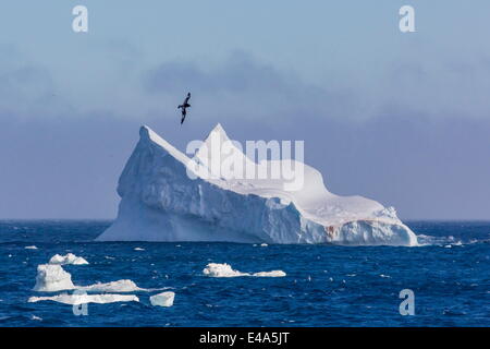 Kap-Sturmvogel fliegt über Eisberg in der Nähe von Coronation Island, Süd-Orkney-Inseln, Antarktis, Polarregionen Stockfoto