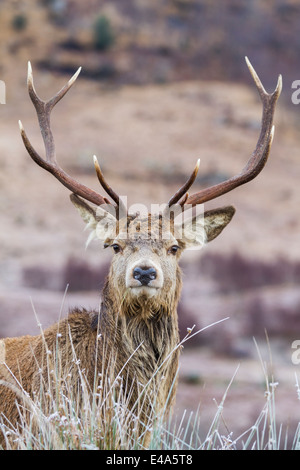 Voll ausgewachsen Rotwild Hirsch in Glen Etive in den schottischen Highlands, Schottland Stockfoto