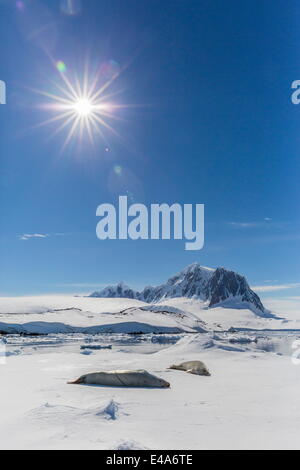 Erwachsenen Vadokan Dichtungen (Lobodon Carcinophaga) auf Eisscholle in der Nähe von Port Lockroy, Antarktis, Polarregionen Stockfoto