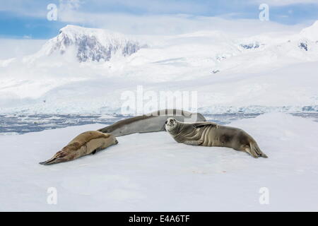 Erwachsenen Vadokan Dichtungen (Lobodon Carcinophaga) ruht auf Eisscholle in Neko Harbor, Antarktis, Polarregionen Stockfoto