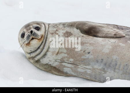 Weddell Dichtung (Leptonychotes Weddellii) ruht auf dem Eis im Half Moon Island, South Shetland Island Group, Antarktis Stockfoto