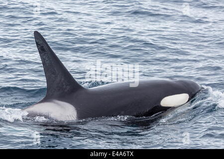 Erwachsenen Bull geben ein Schwertwal (Orcinus Orca) in den Polarregionen Gerlache Strait, Antarktis, Stockfoto