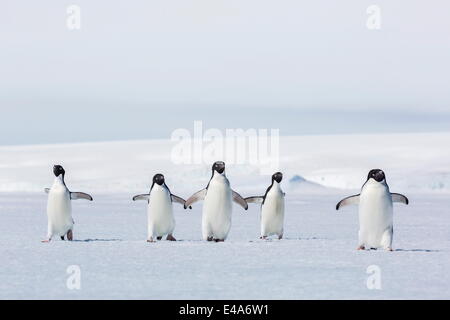 Erwachsenen Adelie-Pinguine (Pygoscelis Adeliae) zu Fuß auf ersten Jahr Meer Eis im Weddellmeer, Antarktis, Active Sound, Polarregionen Stockfoto