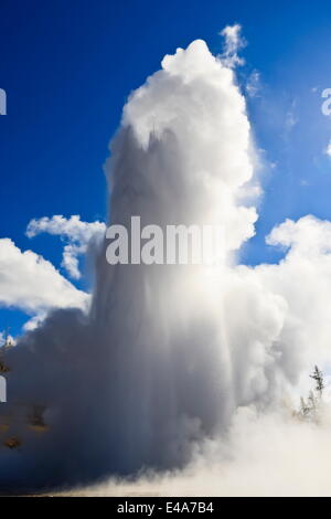 Grand Geysir bricht aus und Dampf blockiert die Sonne, der Upper Geyser Basin, UNESCO, Yellowstone-Nationalpark, Wyoming, USA Stockfoto