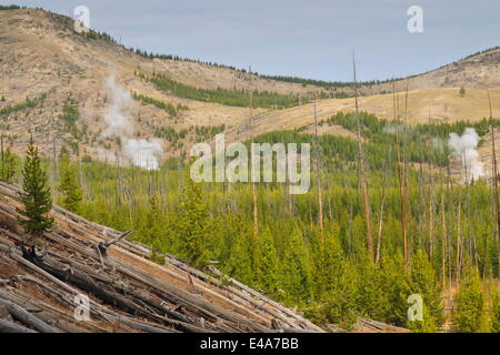 Dampf aus Imperial und Spray Geysire durch Wald, Midway Geyser Basin, UNESCO, Yellowstone-Nationalpark, Wyoming, USA Stockfoto