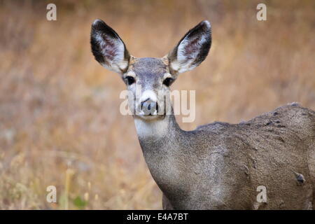 Alert Maultierhirsch (Odocoileus Hemionus) Blicke in die Kamera, Grand-Teton-Nationalpark, Wyoming, USA Stockfoto