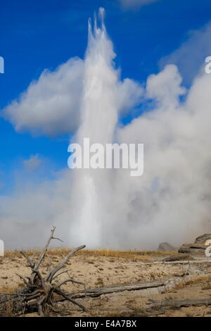 Grand Geysir bricht, Dampf hoch in die Luft zu zwingen, Upper Geyser Basin, UNESCO, Yellowstone-Nationalpark, Wyoming, USA Stockfoto