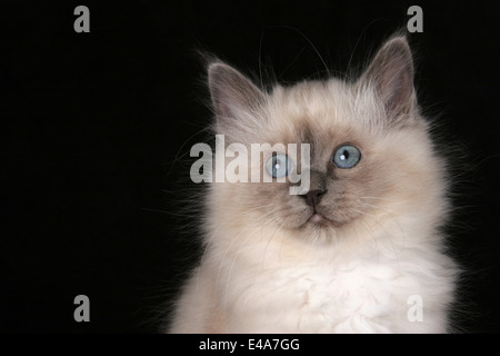 Heilige Birma kitten Stockfoto