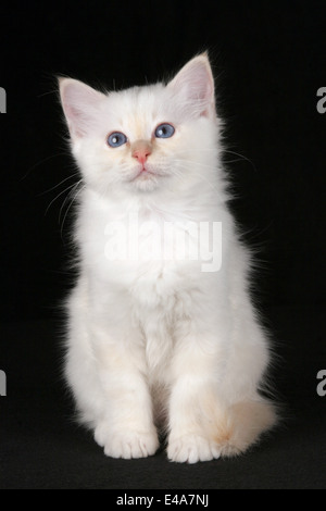 Heilige Birma kitten Stockfoto