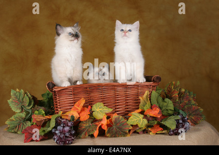 Heilige Birma kitten Stockfoto