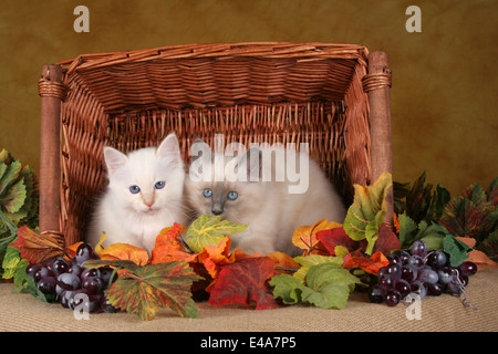 Heilige Birma kitten Stockfoto