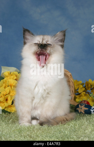 Heilige Birma kitten Stockfoto