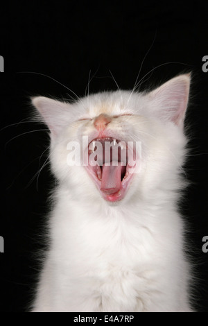 Heilige Birma kitten Stockfoto