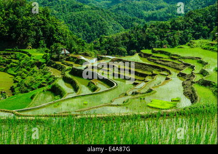 Die Reisterrassen von Banaue, UNESCO-Weltkulturerbe, nördlichen Luzon, Philippinen, Südostasien, Asien Stockfoto