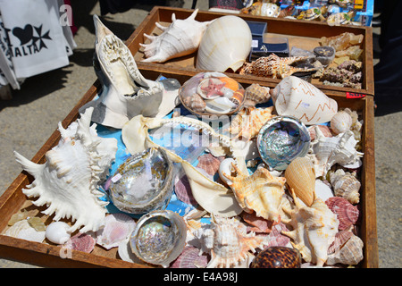 Muscheln und Hai Jaws auf Souvenir stall, Dwejra, Gozo (Ghawdex), Gozo und Comino Bezirk, Gozo Region, Republik Malta Stockfoto