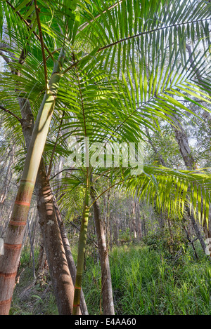Australien, New South Wales, Pottsville, Bambus und Bäume Stockfoto