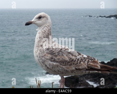 Möwe in der Nähe von Saint-Malo, eine Hafenstadt im Nordwesten Frankreichs Stockfoto