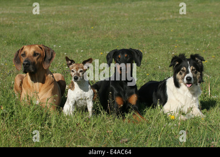 Rhodesian Ridgeback, Jack-Russell-Terrier, Dobermann und Border Collie Stockfoto