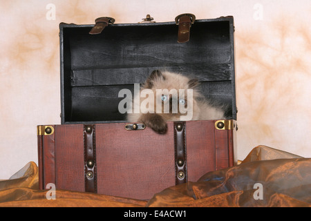 Perser Kätzchen Stockfoto