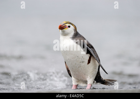 Royal Penguin (Eudyptes Schlegeli) stehen am Strand von Macquarie Island, sub-antarktische Gewässern Australiens. Stockfoto