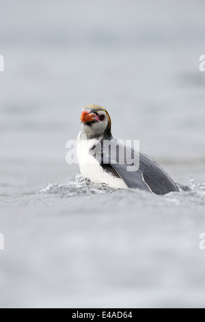 Haubenpinguin (Eudyptes Schlegeli) im Wasser auf Macquarie Island, sub-antarktische Gewässern Australiens. Stockfoto