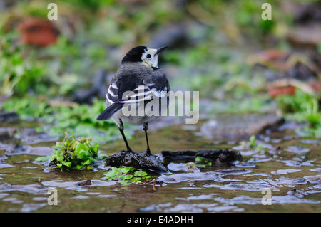 Ein Trauerschnäpper Bachstelze paddeln in einem Bach UK Stockfoto