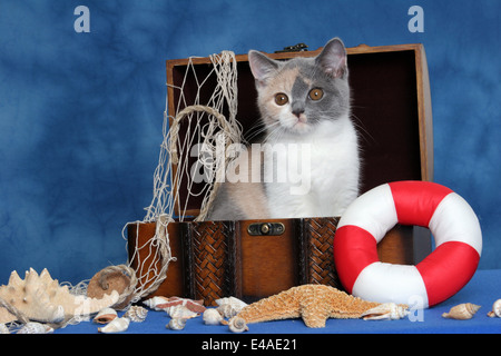 Kätzchen in Schatztruhe Stockfoto