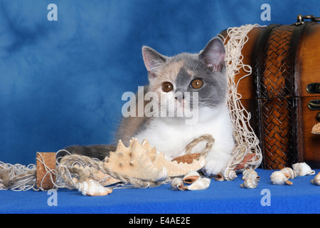 Kätzchen in Schatztruhe Stockfoto