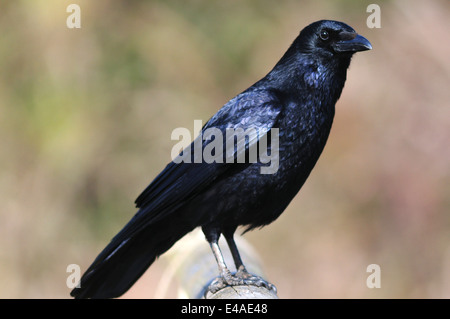 Eine AAS-Krähe auf einem Zaun UK Stockfoto