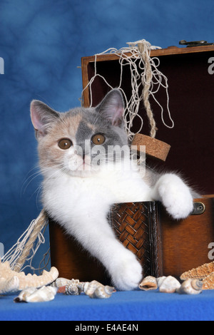 Kätzchen in Schatztruhe Stockfoto