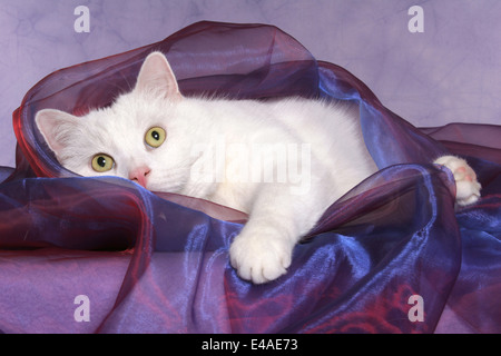 liegende Katze Stockfoto