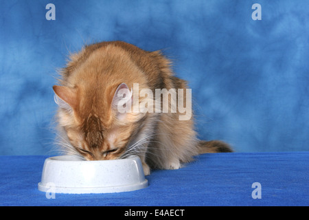 kaute Katze Stockfoto