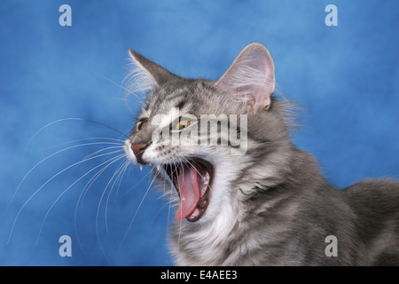 gähnende Katze Stockfoto