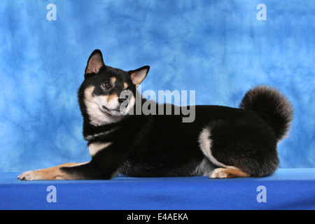 liegenden Shiba Inu Stockfoto