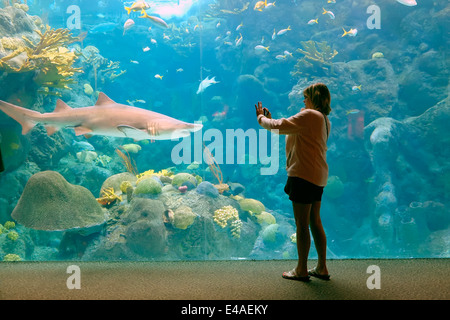 Haifischbecken Florida Aquarium Tampa FL USA Stockfoto