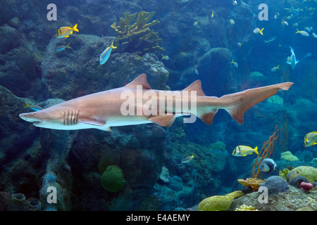 Haifischbecken Florida Aquarium Tampa FL USA Stockfoto