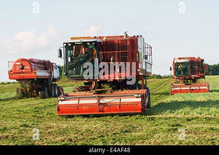 Selbstfahrende PMC 979-CT Erbse Erntemaschinen von Anglian Pea-Züchter, Bawdsey, Suffolk, UK betrieben. Stockfoto