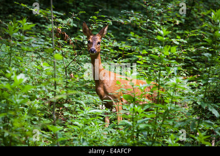 Weibliches Rotwild (Hirschkuh) Blick in die Kamera vom Waldrand. Stockfoto