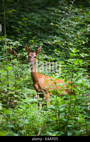 Weibliches Rotwild (Hirschkuh) Blick in die Kamera vom Waldrand. Stockfoto